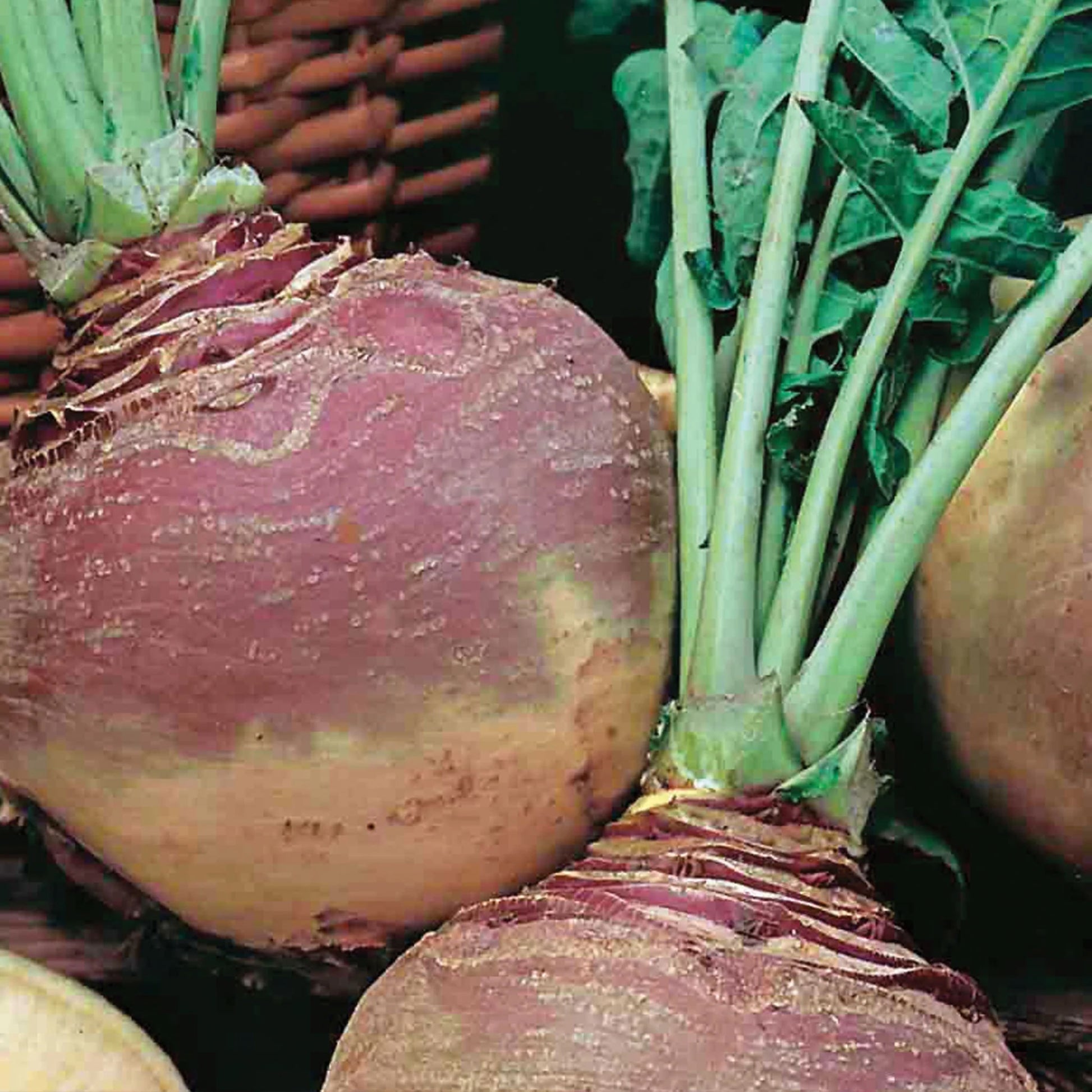 Unwins Winter Warmers Seed Bundle