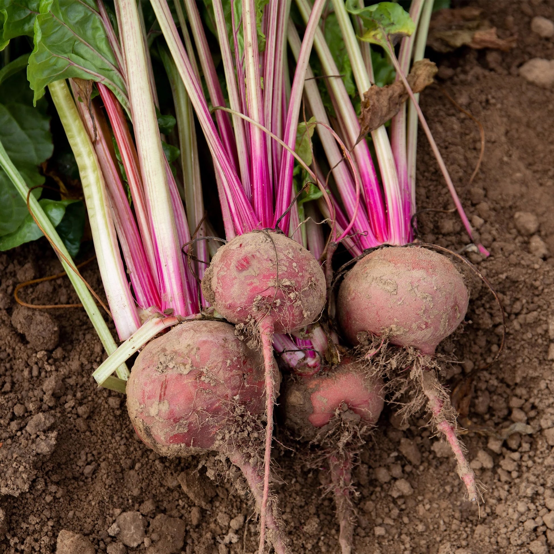 Beetroot Chioggia