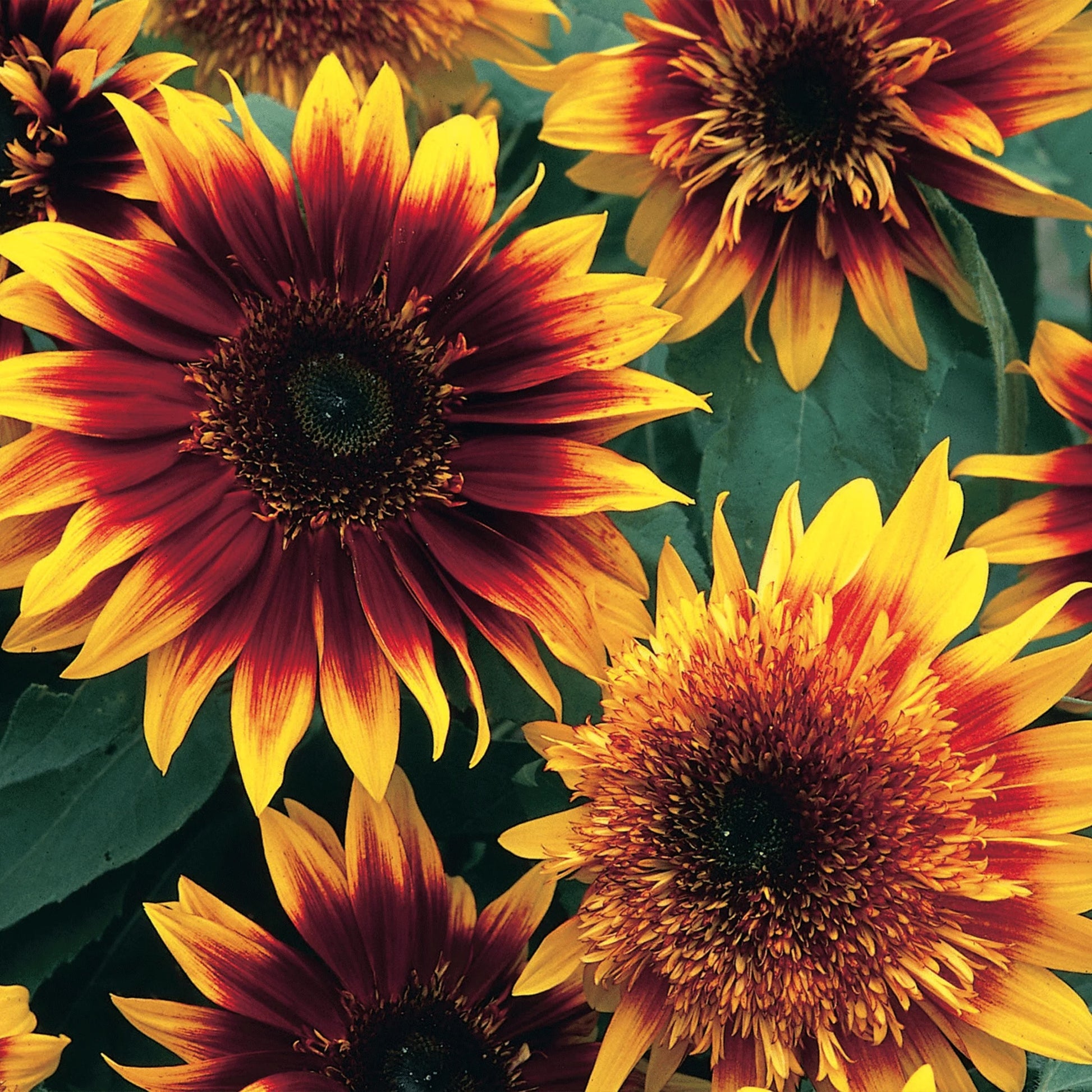 Sunflower Jammie Dodger F1