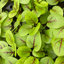 Herb Sorrel Red Veined