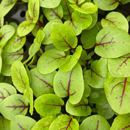 Herb Sorrel Red Veined