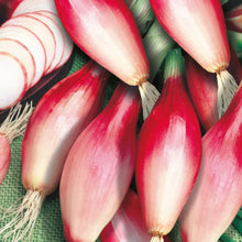 Onion Spring Deep Purple Vegetable