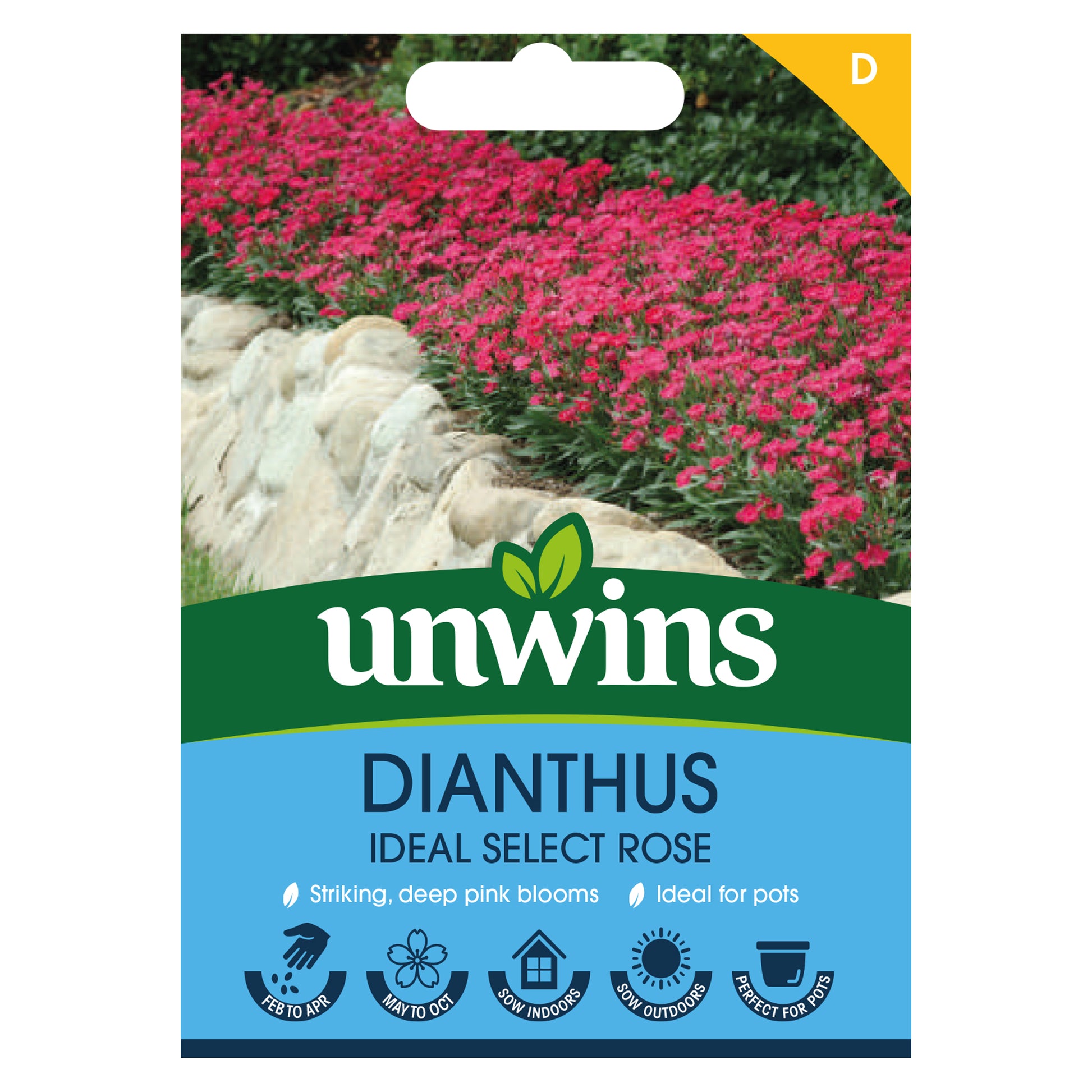 Dianthus Ideal Select Rose