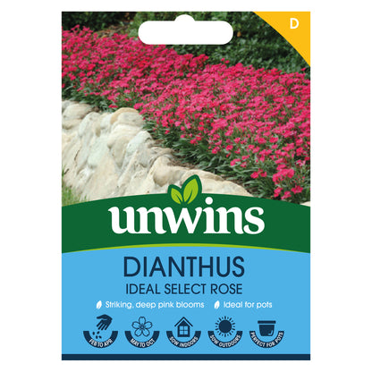 Dianthus Ideal Select Rose
