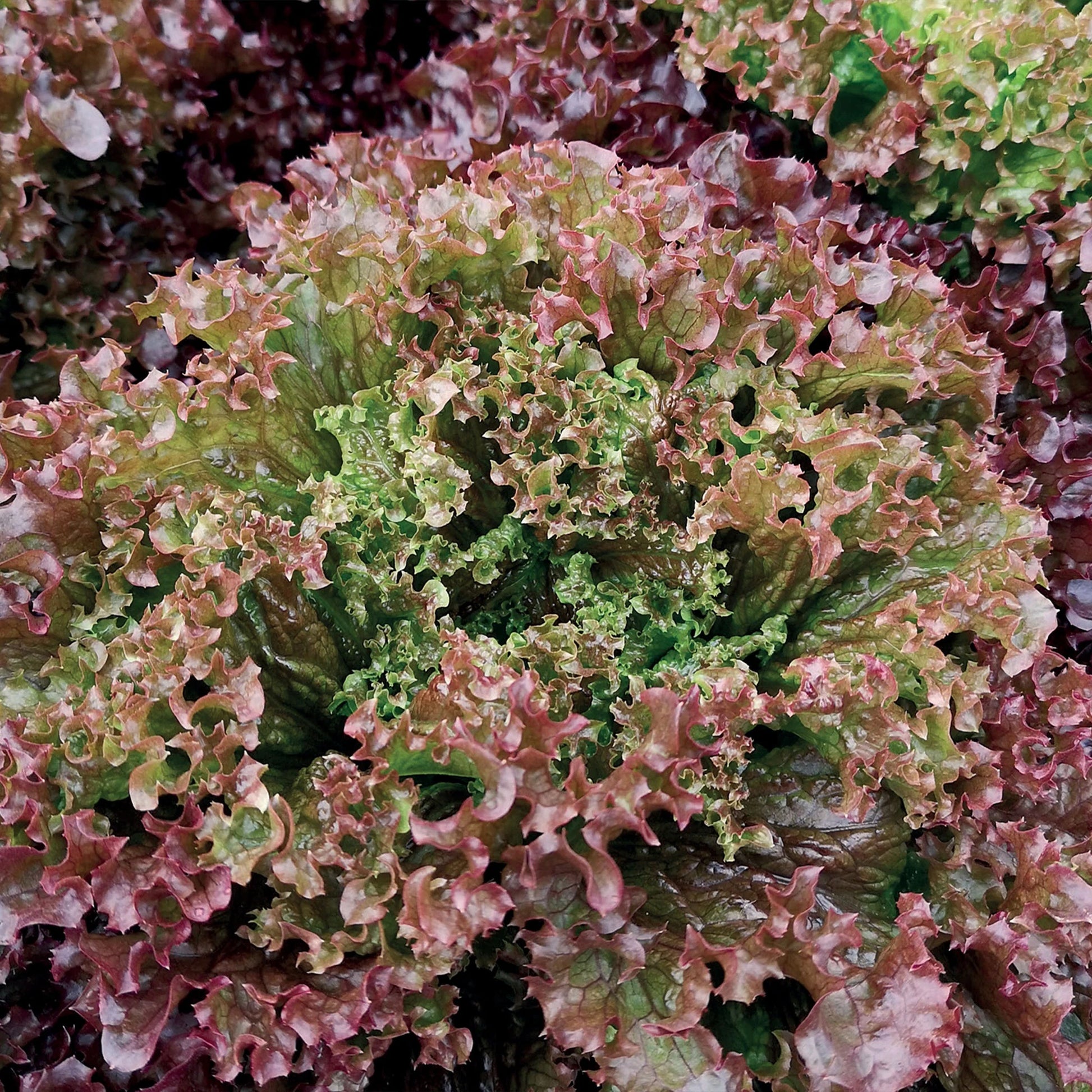 Unwins Seeds - Organic