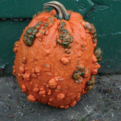 Pumpkin Goosebumps F1