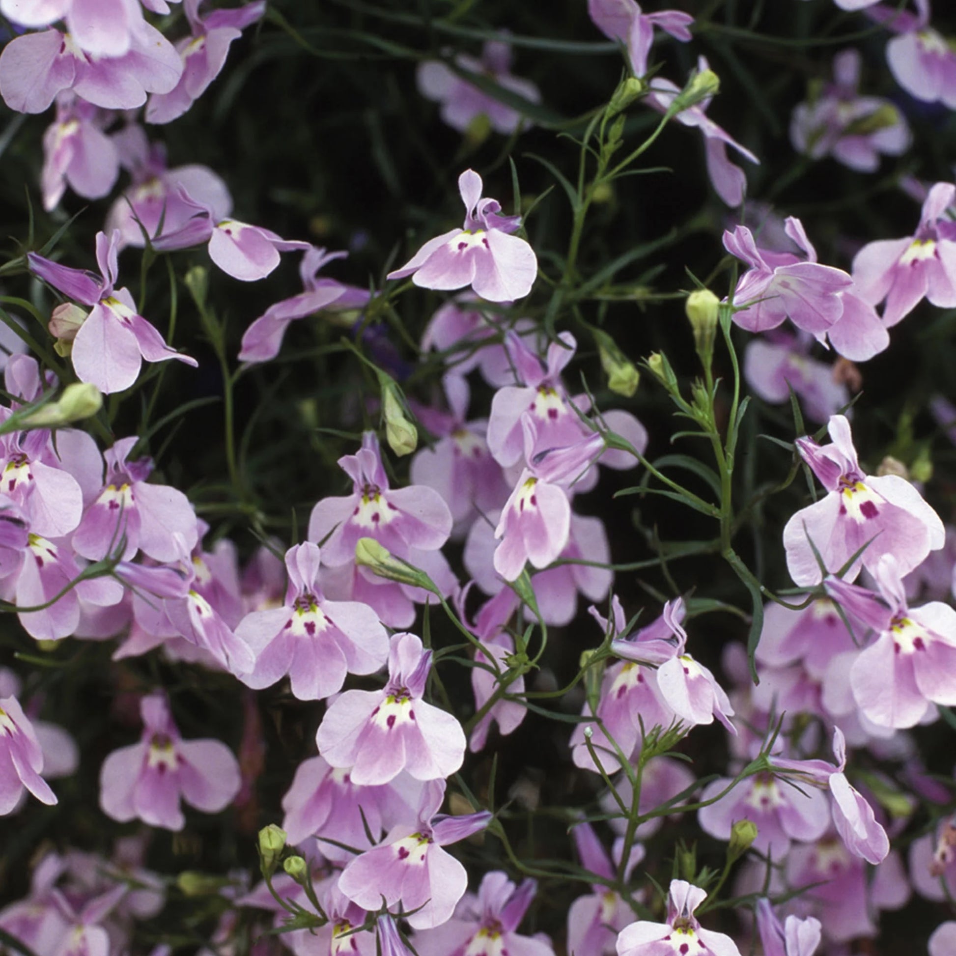 Lobelia Fountain Lilac (Trailing)