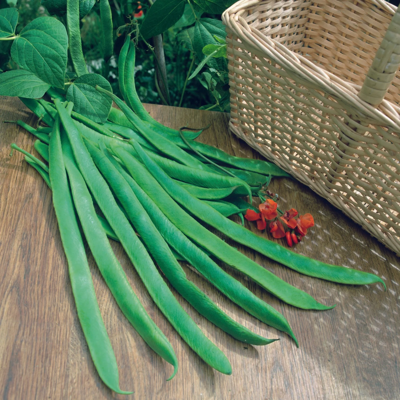 Runner Bean Streamline