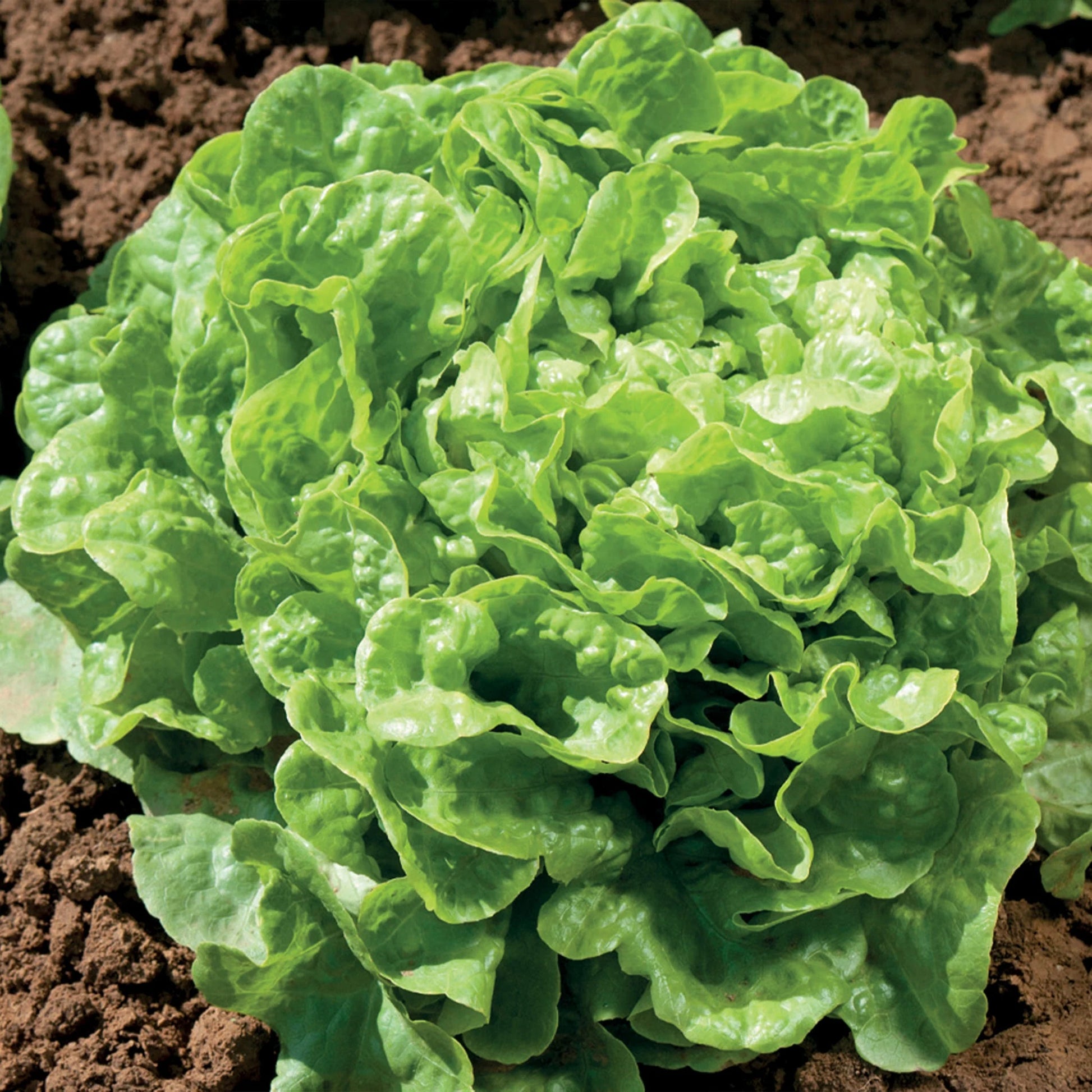 Unwins Cut-and-Come-Again Salad Seed Bundle