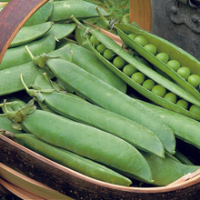 Pea Hurst Greenshaft