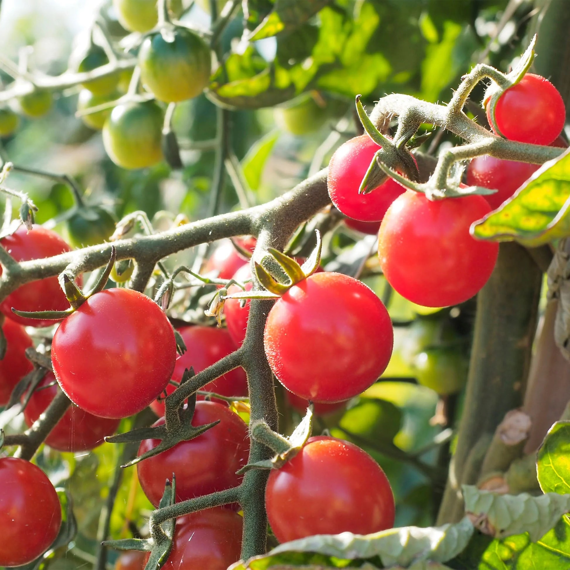 Tomato (Cherry) Crokini F1