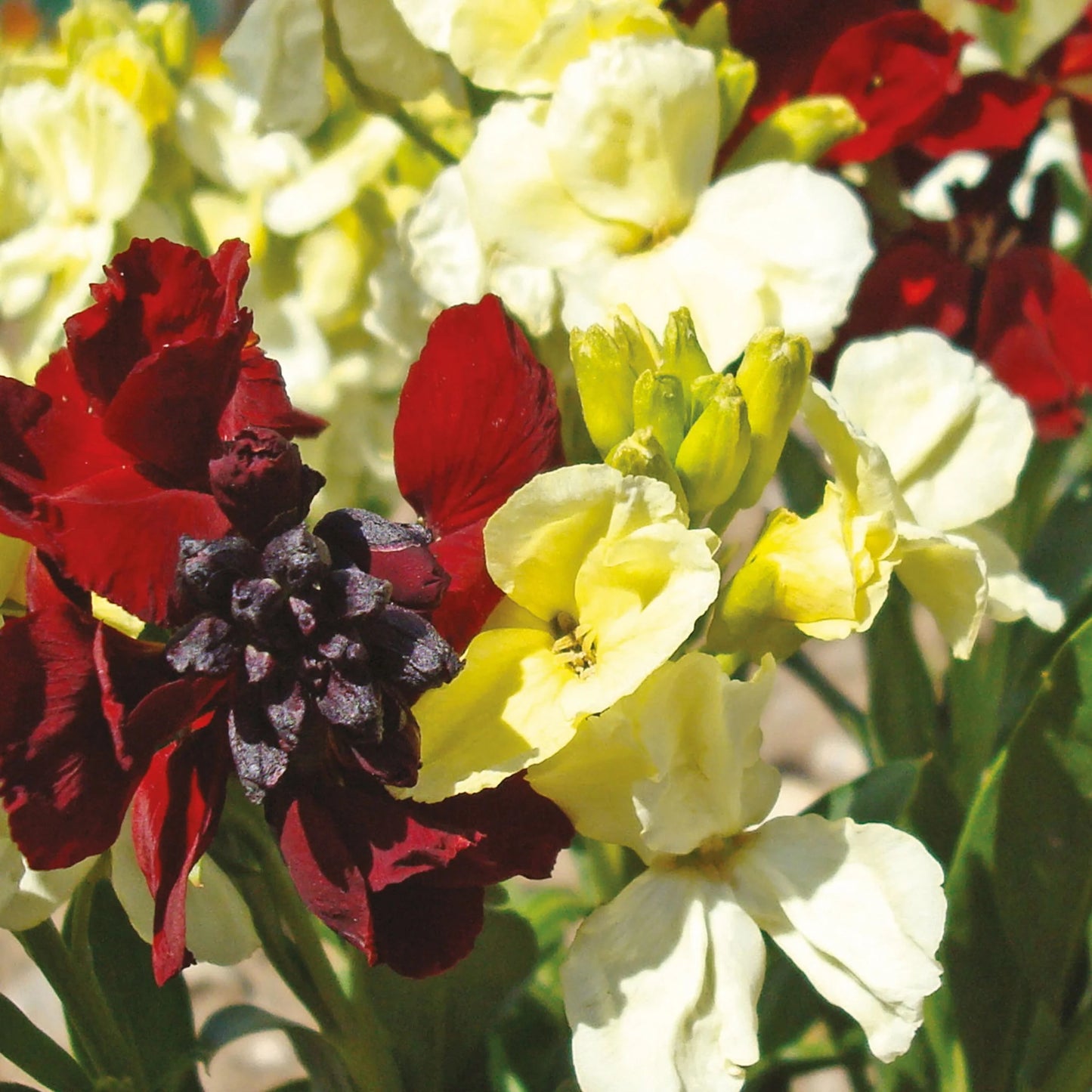 Wallflower Rubies & Pearls