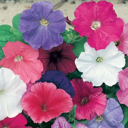Petunia Celebrity Mix F1