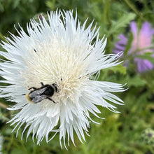 Centaurea The Bride