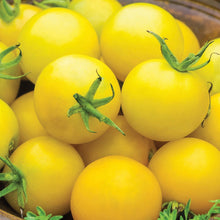 Tomato (Cocktail) Honey Delight F1