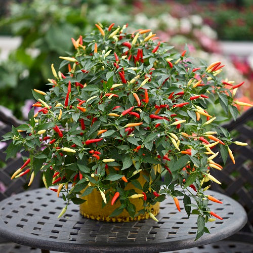 Pepper (Chilli) Basket of Fire F1