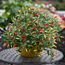 Pepper (Chilli) Basket of Fire F1