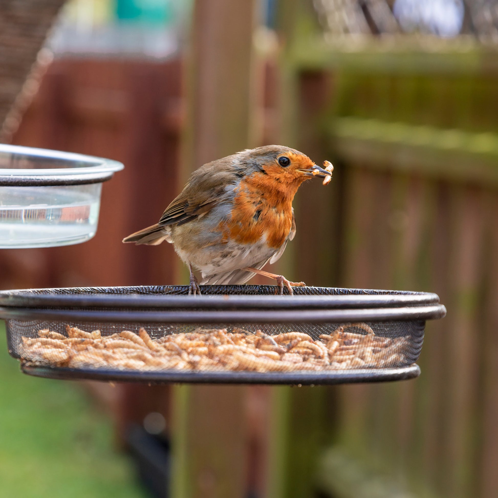 Copdock Mill Dried Mealworms Tubs 120g