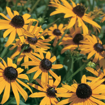 Rudbeckia Goldsturm