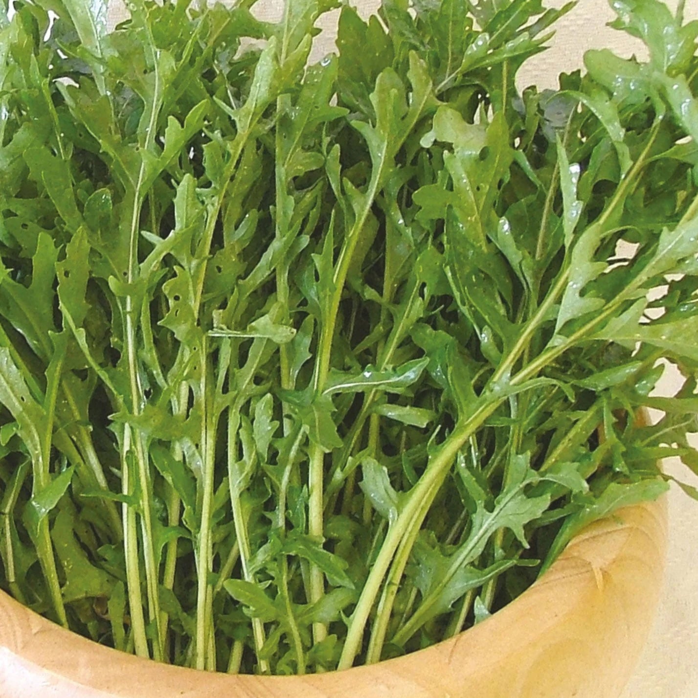 Herb Rocket Astra