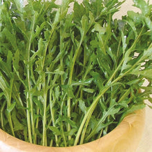 Herb Rocket Astra