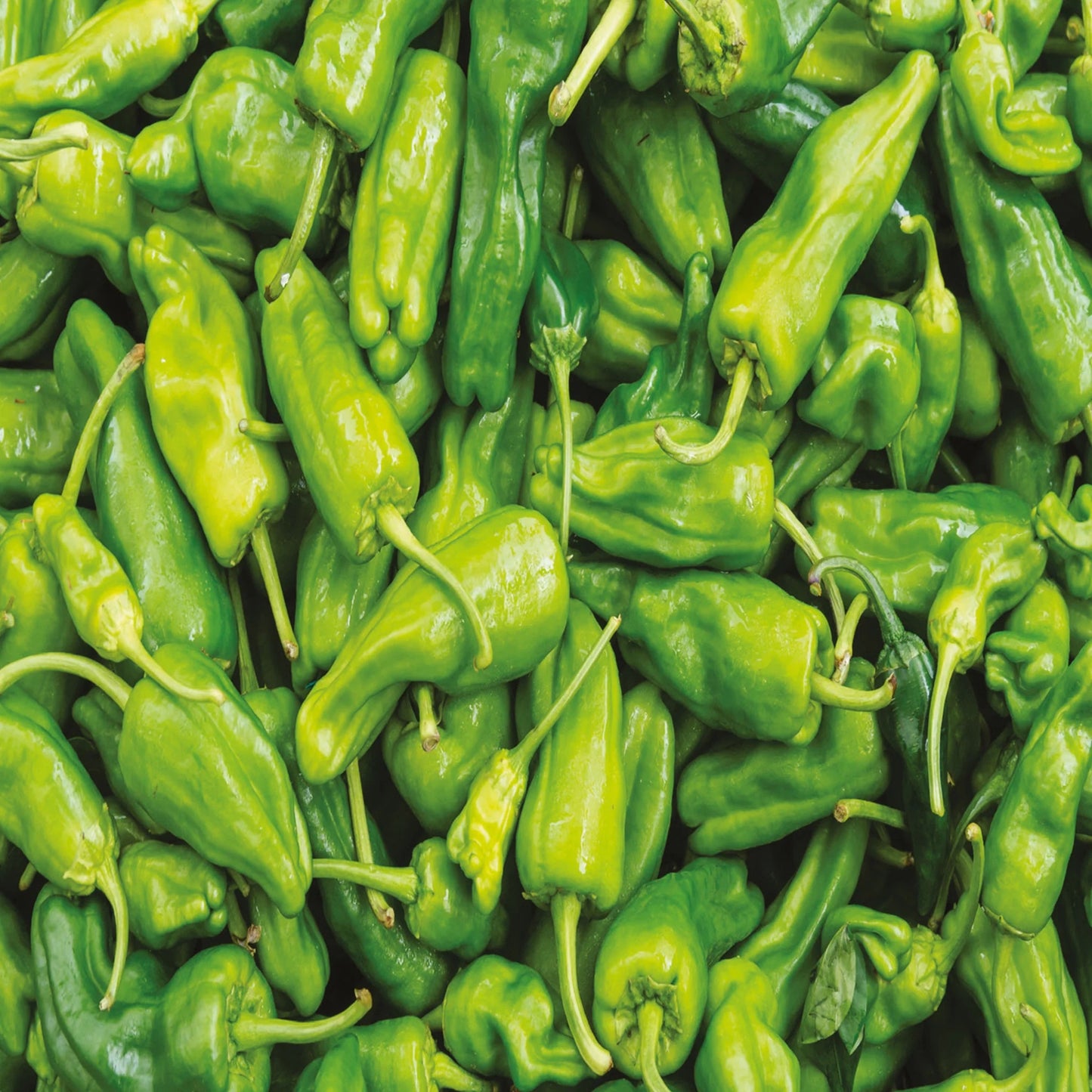 Pepper (Chilli) Padron