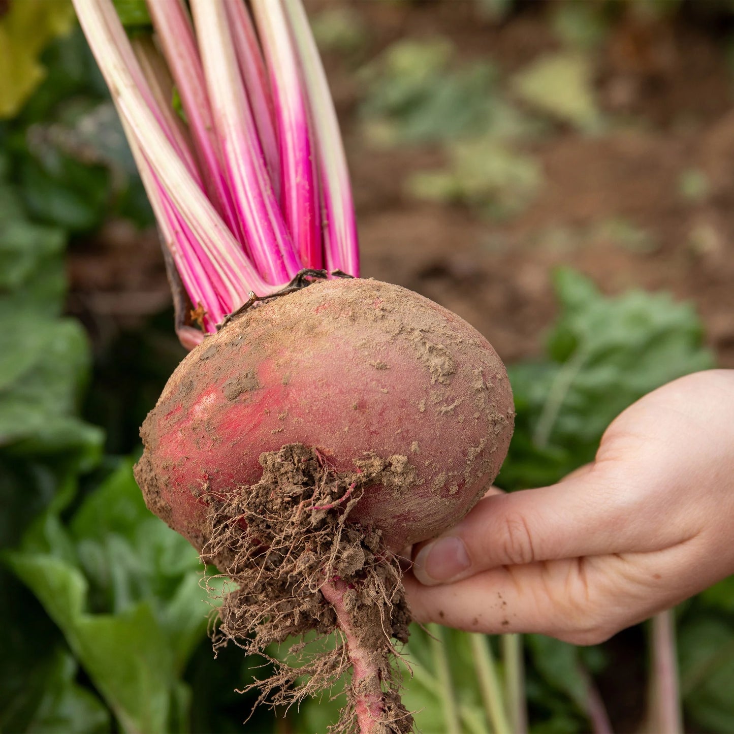 Beetroot Chioggia
