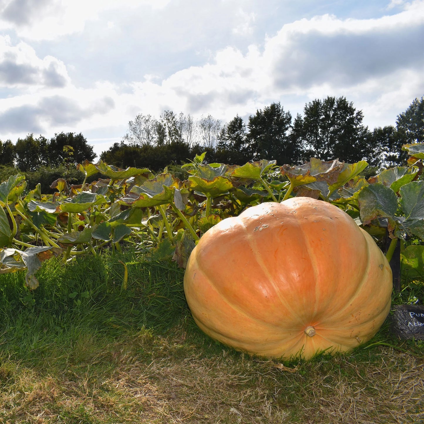 Pumpkin Atlantic Giant