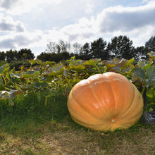 Pumpkin Atlantic Giant