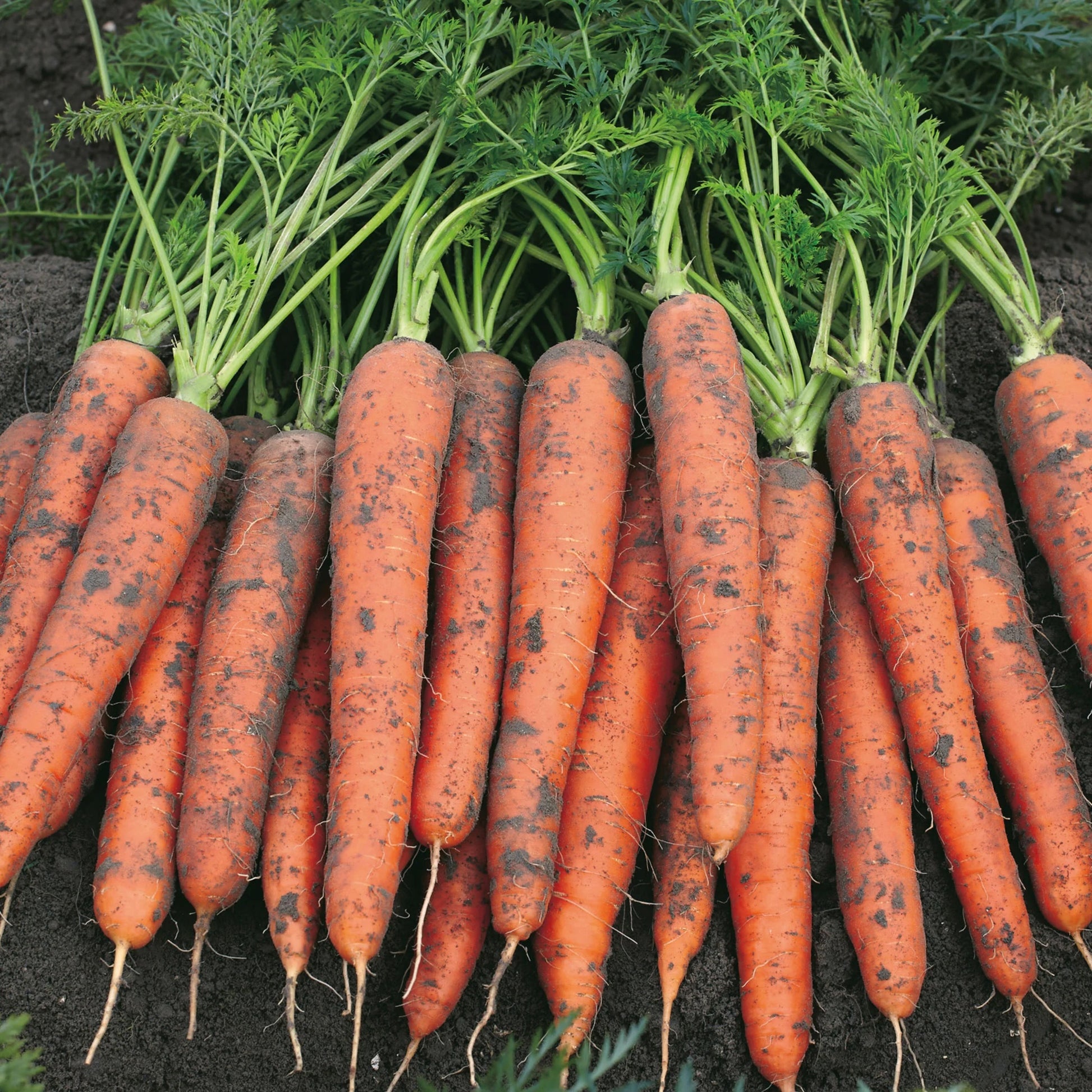 Carrot James Scarlet Intermediate