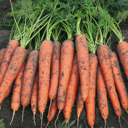 Carrot James Scarlet Intermediate