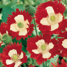 Poppy Victoria Cross