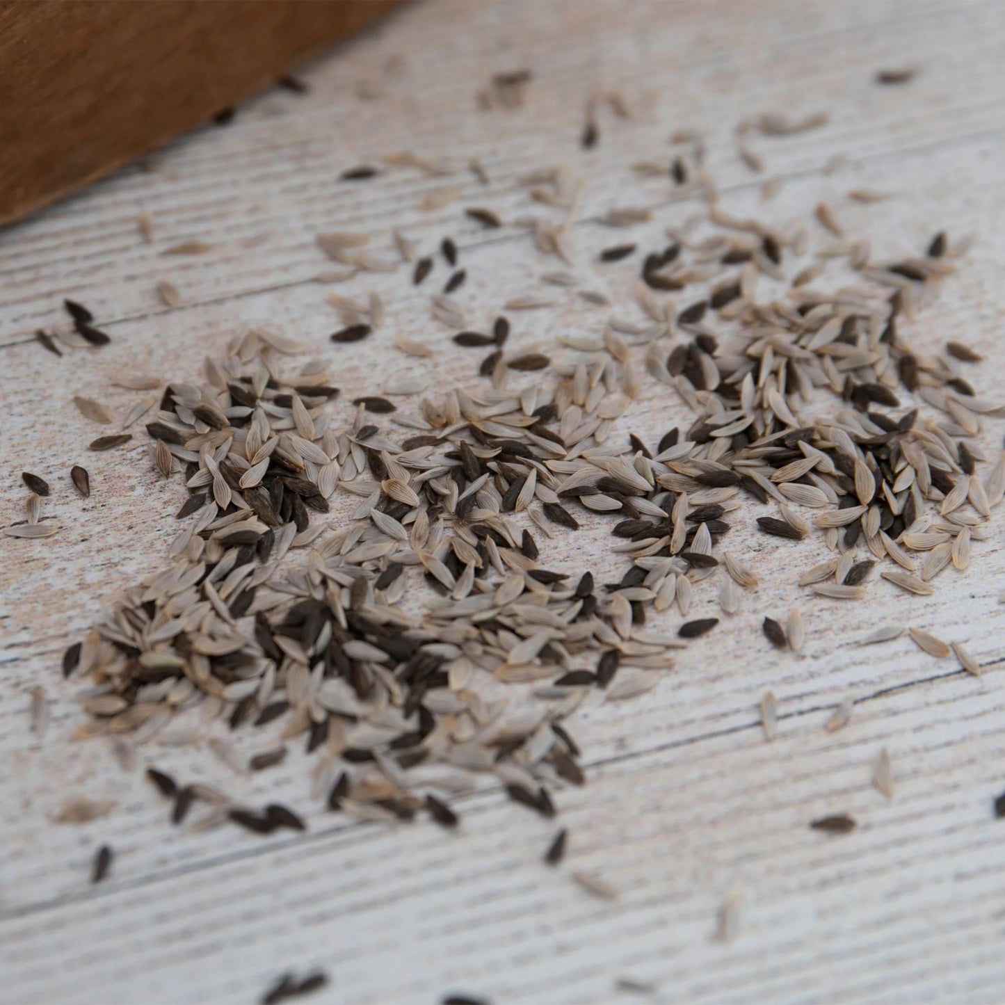 Lettuce (Butterhead) All The Year Round