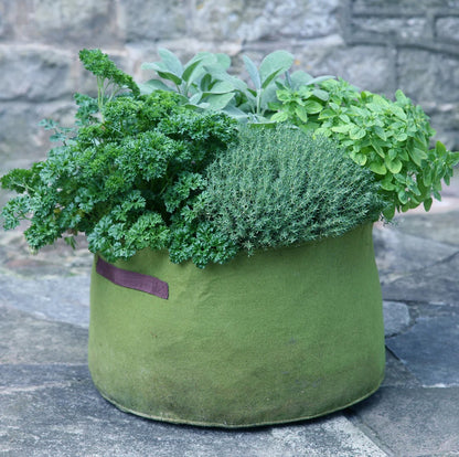 Haxnicks Vigoroot Planter