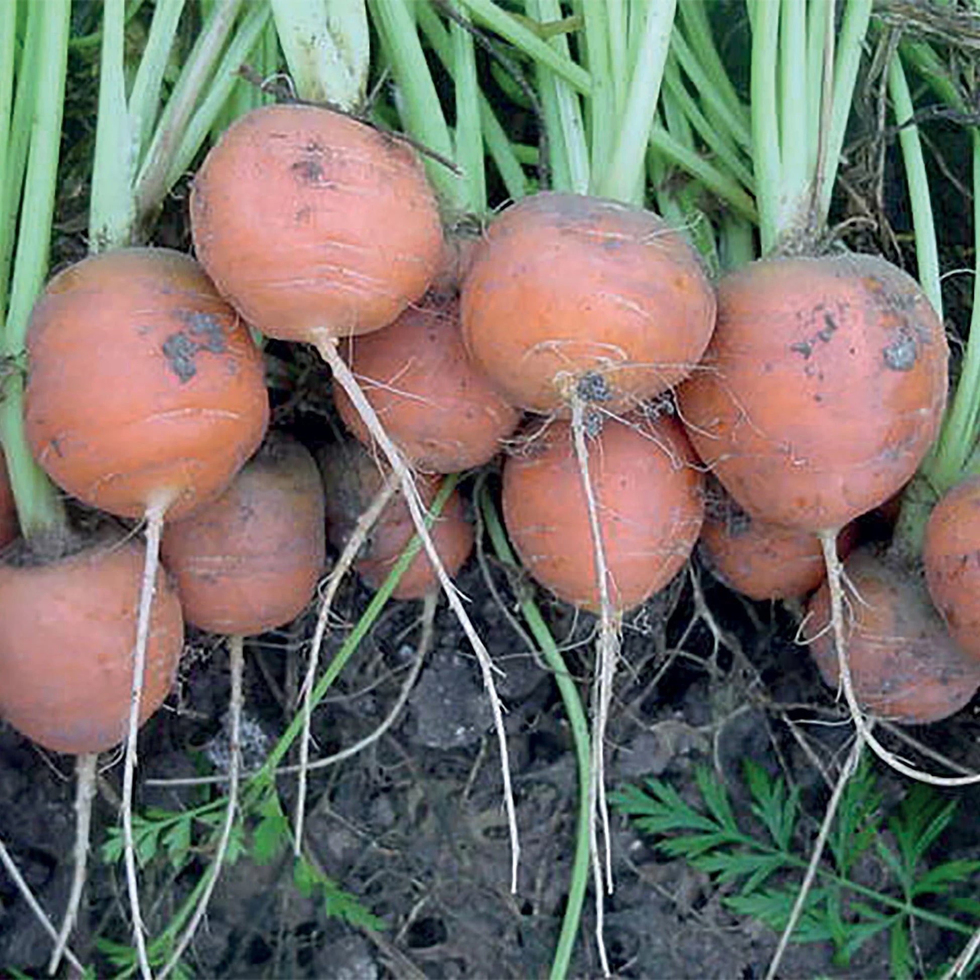 Carrot Paris Market 5 Atlas