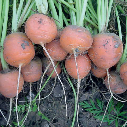 Carrot Paris Market 5 Atlas