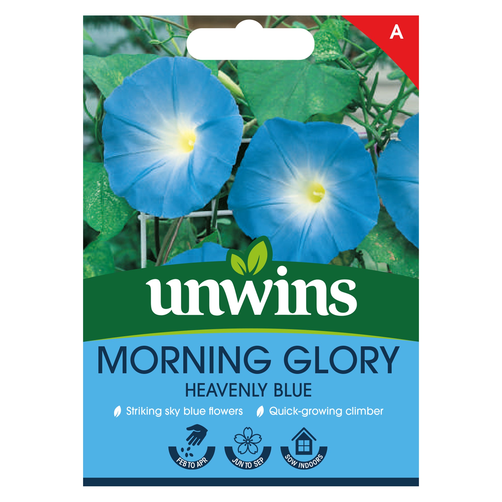 Morning Glory Heavenly Blue