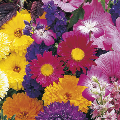 Cutflowers Unwins Special Mix