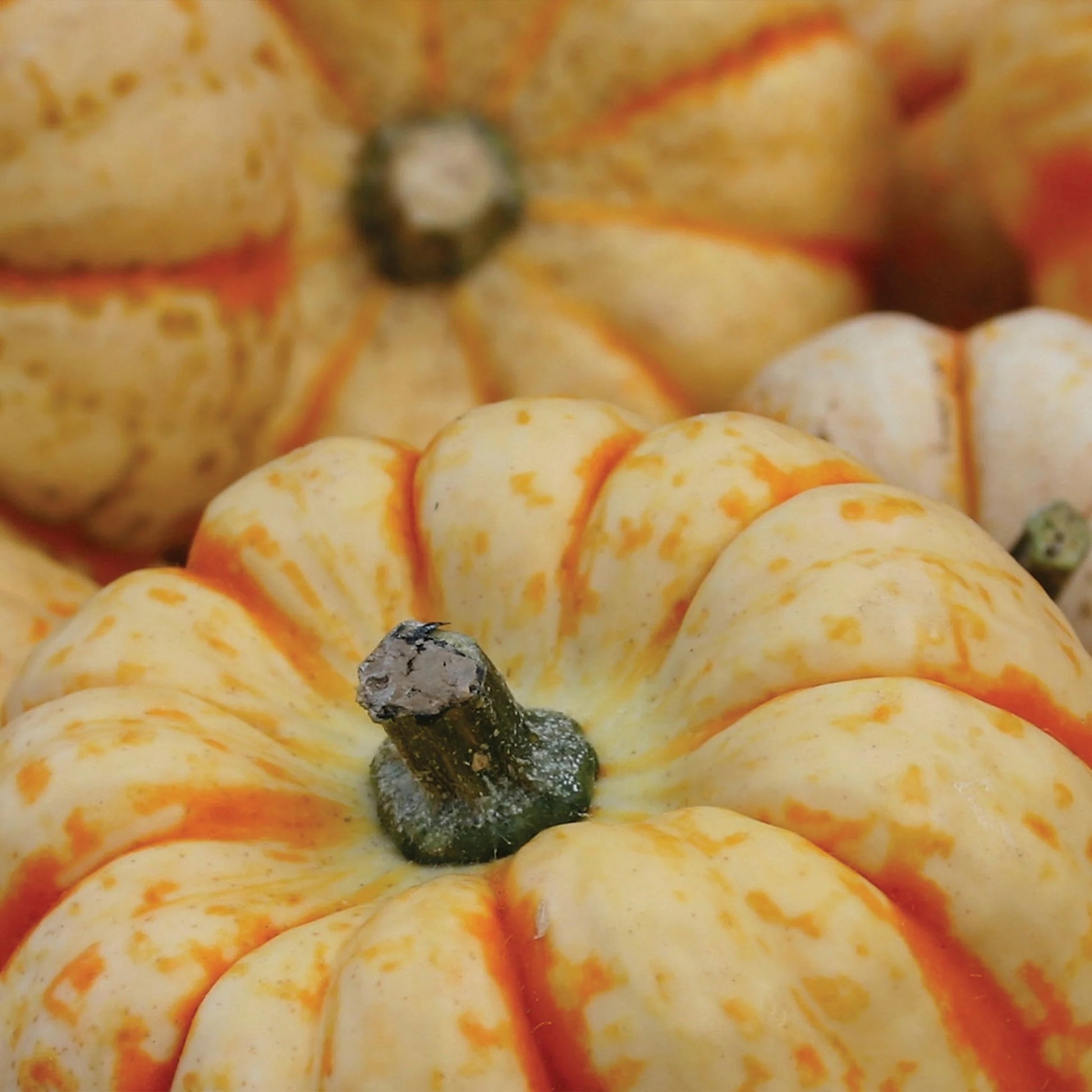 Pumpkin Sweet Lightning F1