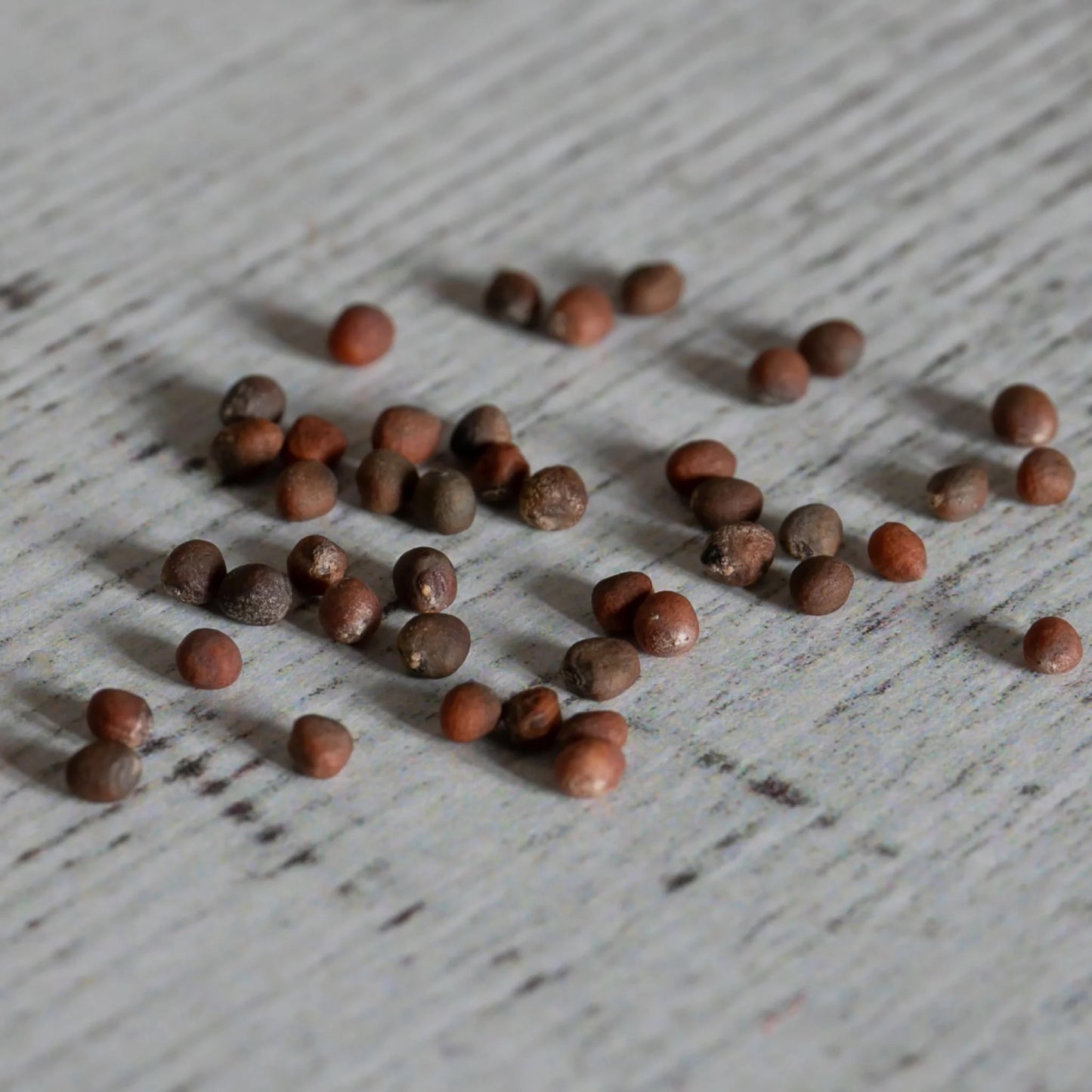 Broccoli All Season Collection Pack