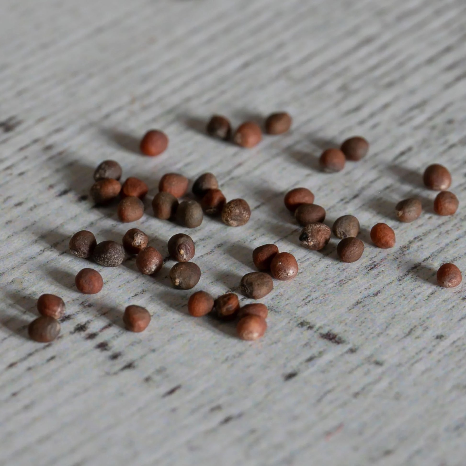 Broccoli All Season Collection Pack