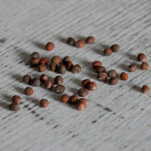 Broccoli All Season Collection Pack