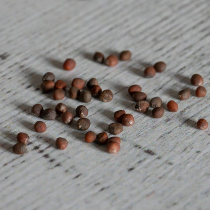 Broccoli All Season Collection Pack