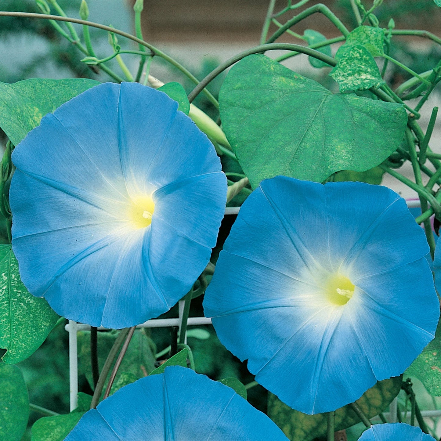 Morning Glory Heavenly Blue