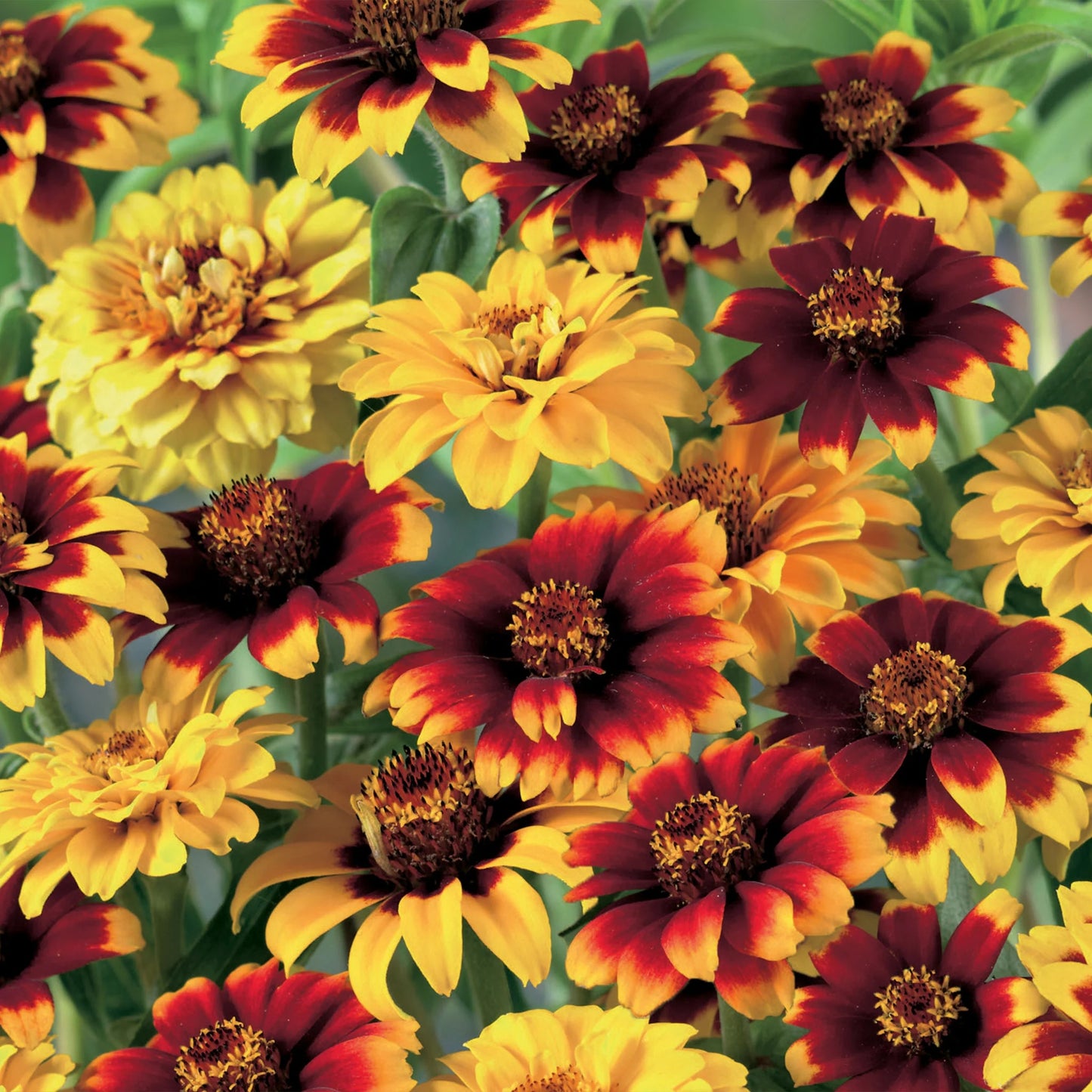 Unwins Autumn Flowering Seed Bundle