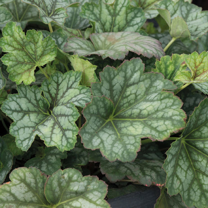 Heuchera Marvellous Marble