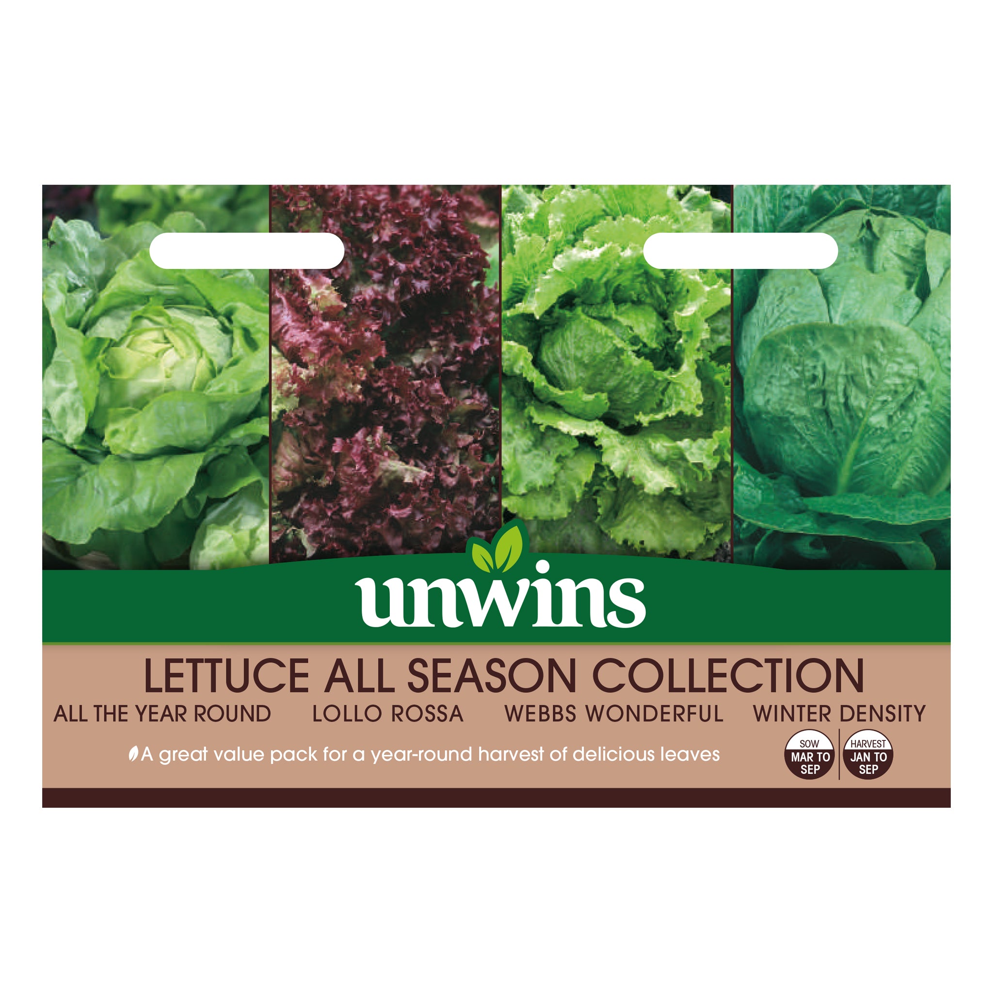 Lettuce All Season Collection Pack