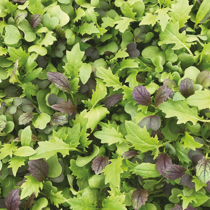 Salad Leaf Mizuna Mix