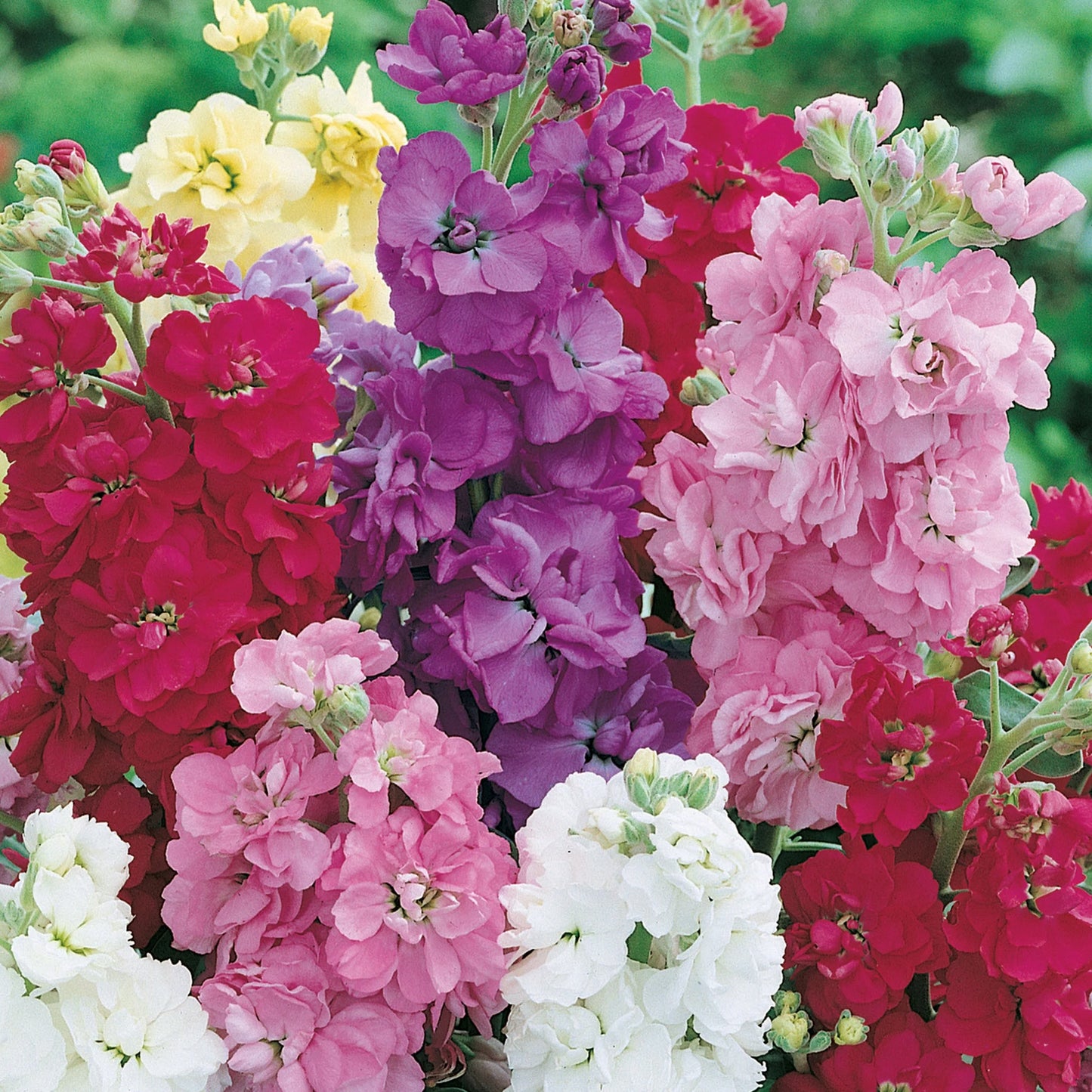 Unwins Fragrant Blooms for Bouquets Seed Bundle