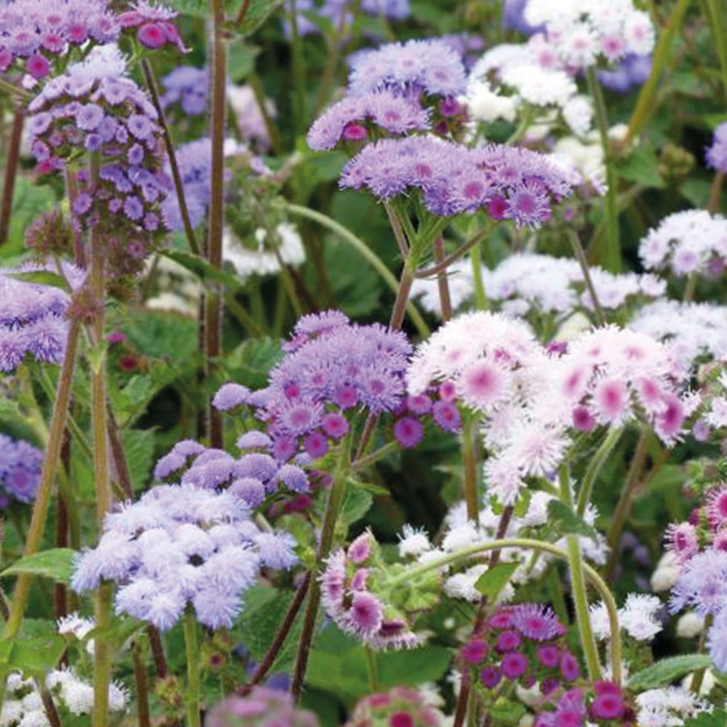 Ageratum Timeless Mix